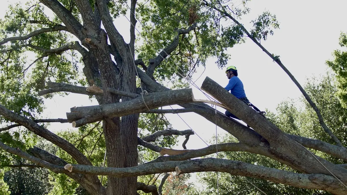 Professional Crown Thinning performed by certified arborists in Dent